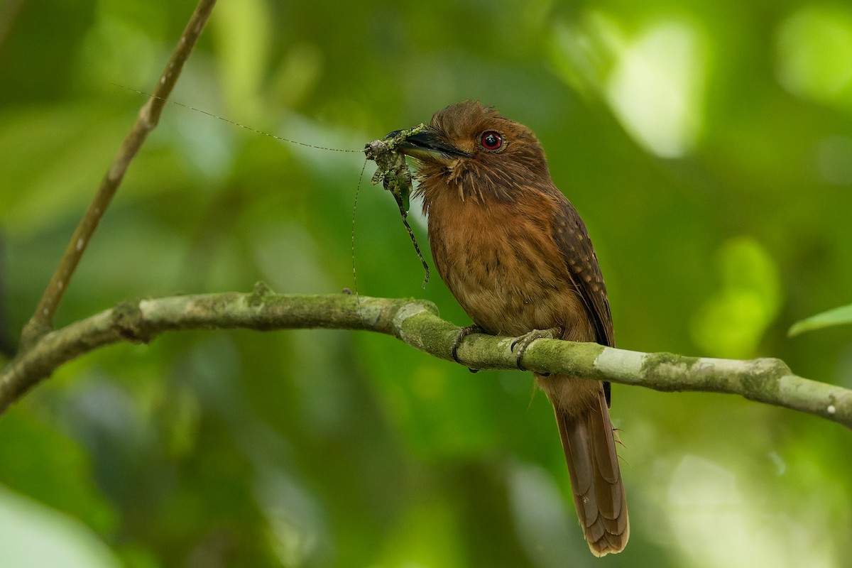 White-whiskered Puffbird - ML638088750