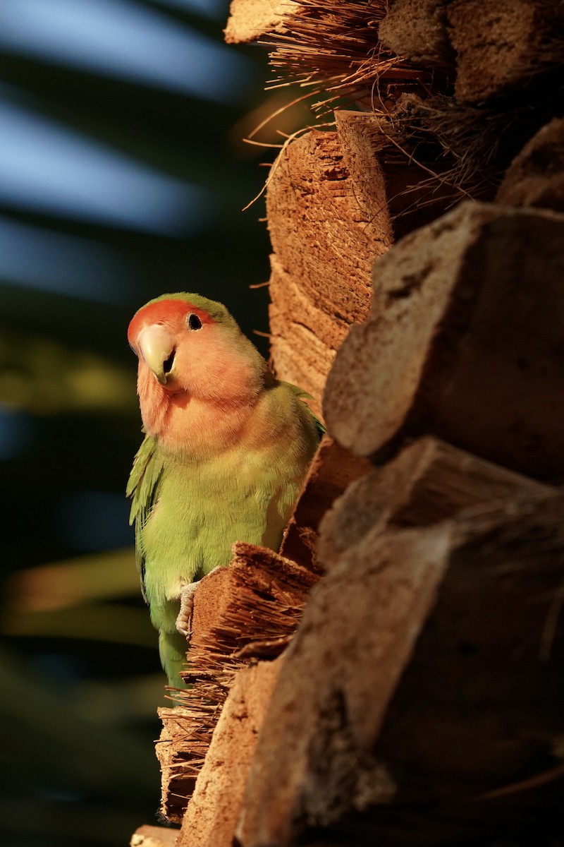 Rosy-faced Lovebird - ML638088760