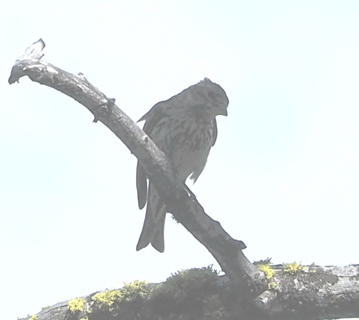 Cassin's Finch - ML638088769