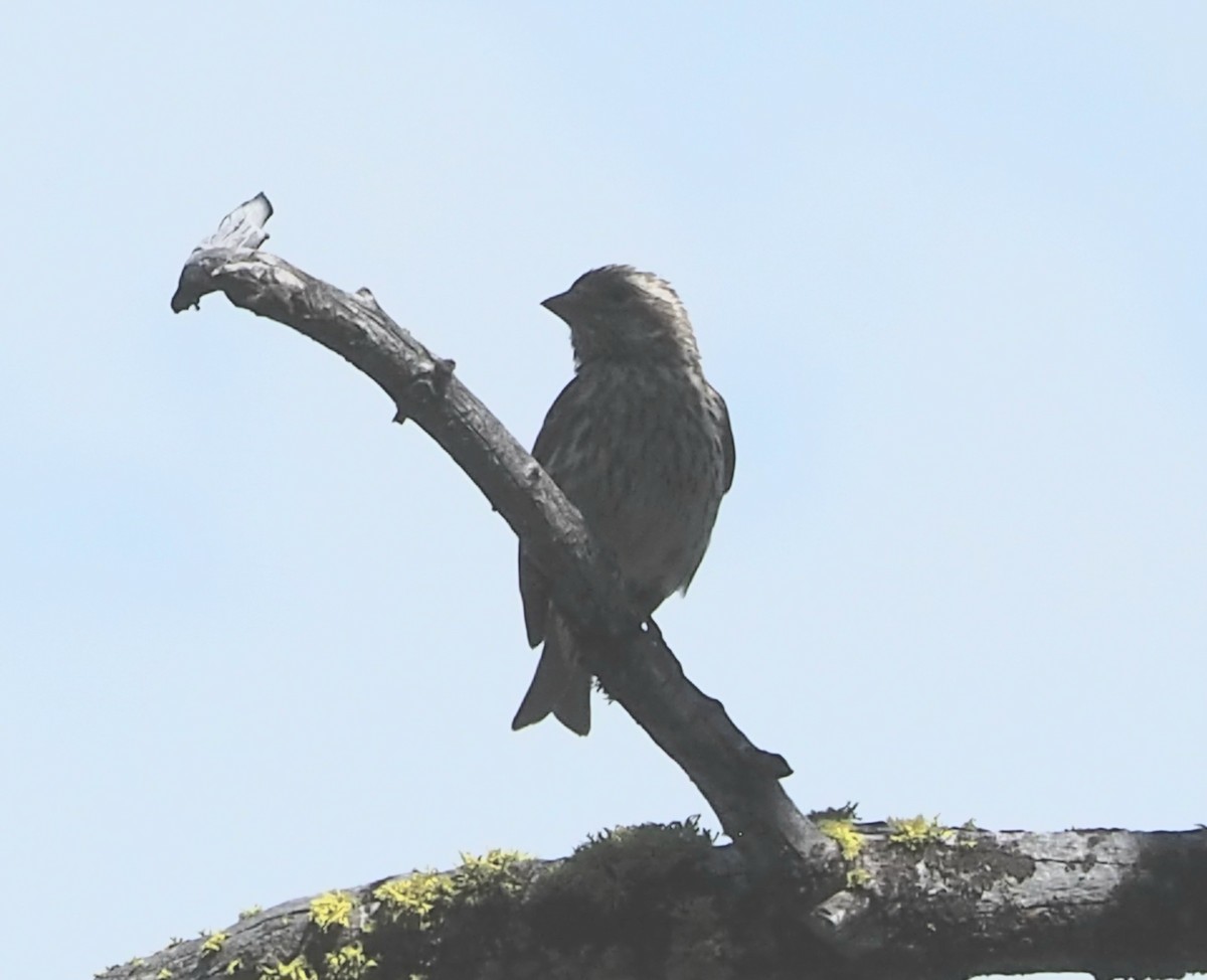 Cassin's Finch - ML638088770