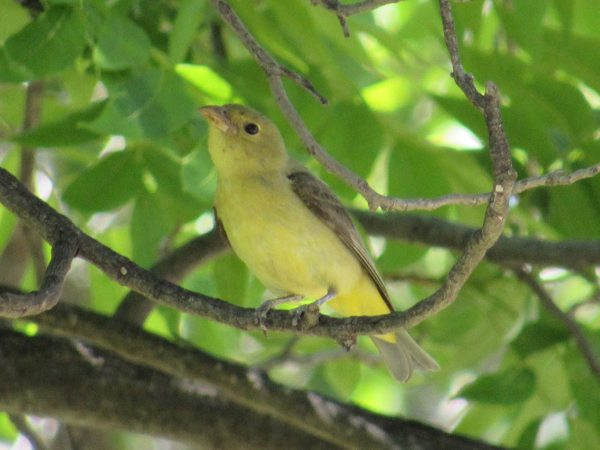 Scarlet Tanager - ML638088773