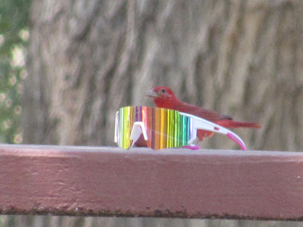 Summer Tanager - ML638088778