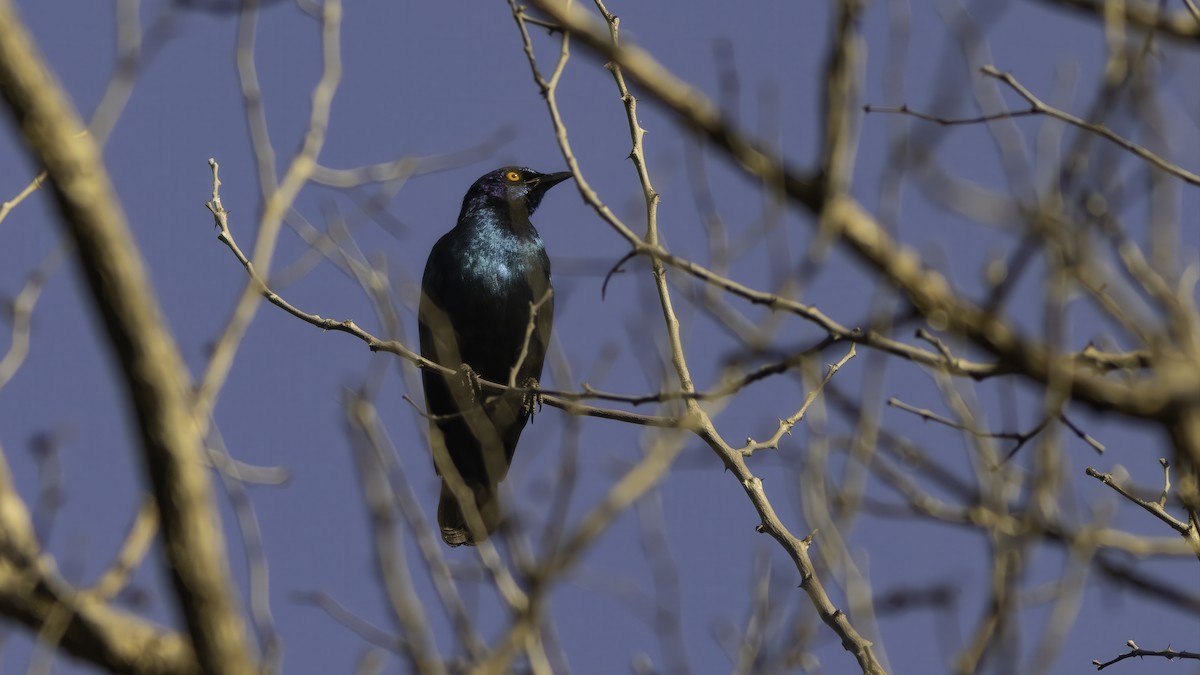 Greater Blue-eared Starling - ML638088785
