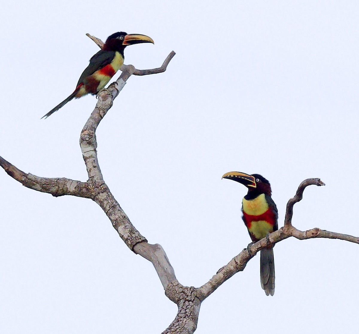 Chestnut-eared Aracari - ML638088788