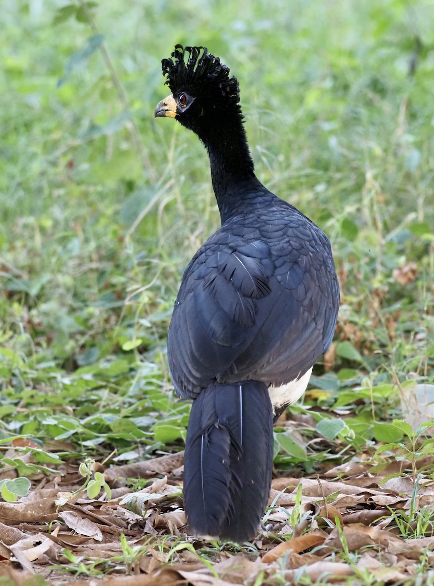 Bare-faced Curassow - ML638088791