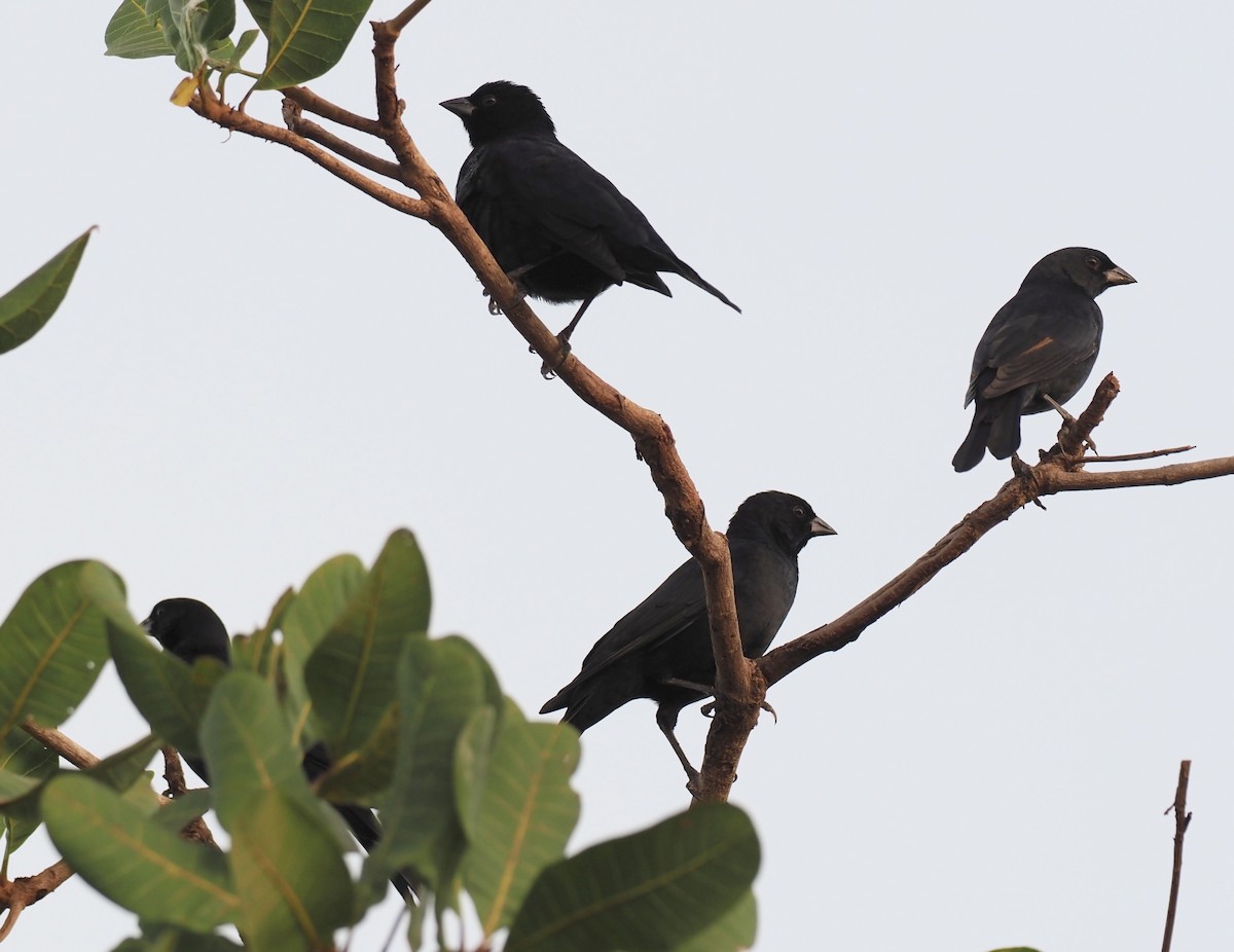 Screaming Cowbird - ML638088797