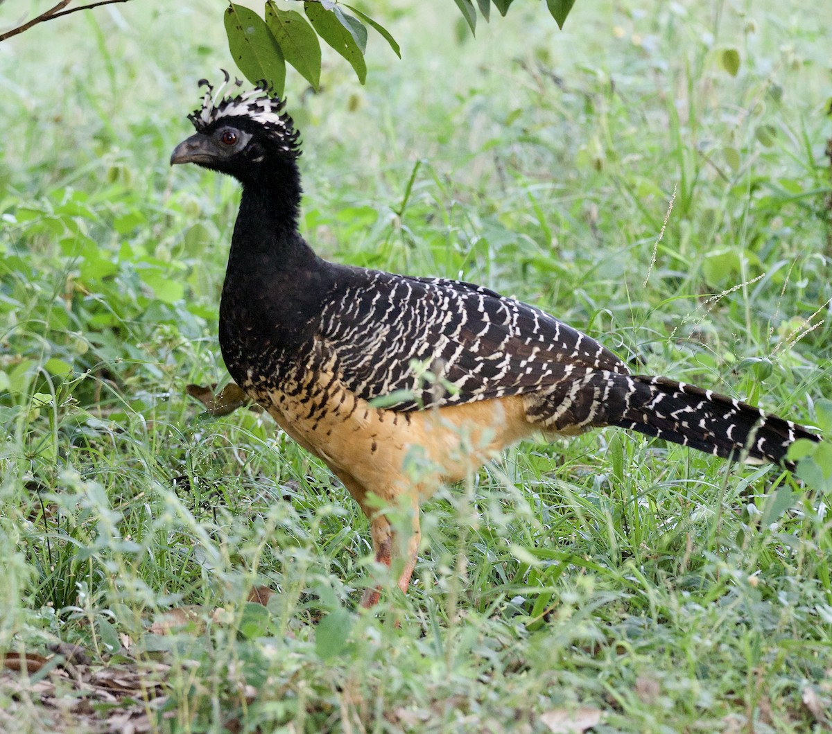 Bare-faced Curassow - ML638088799