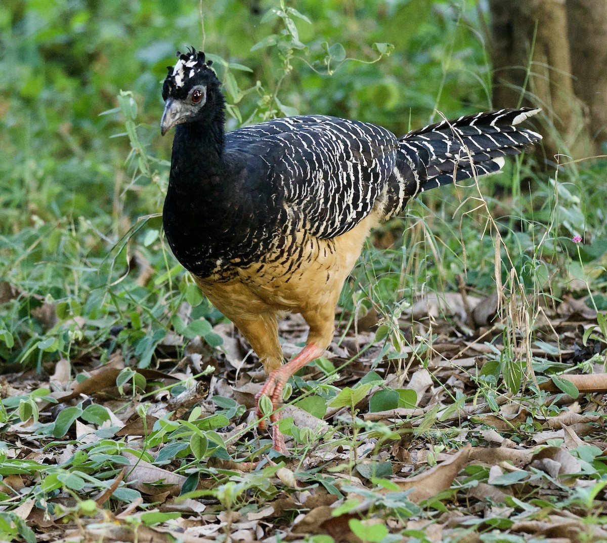 Bare-faced Curassow - ML638088800