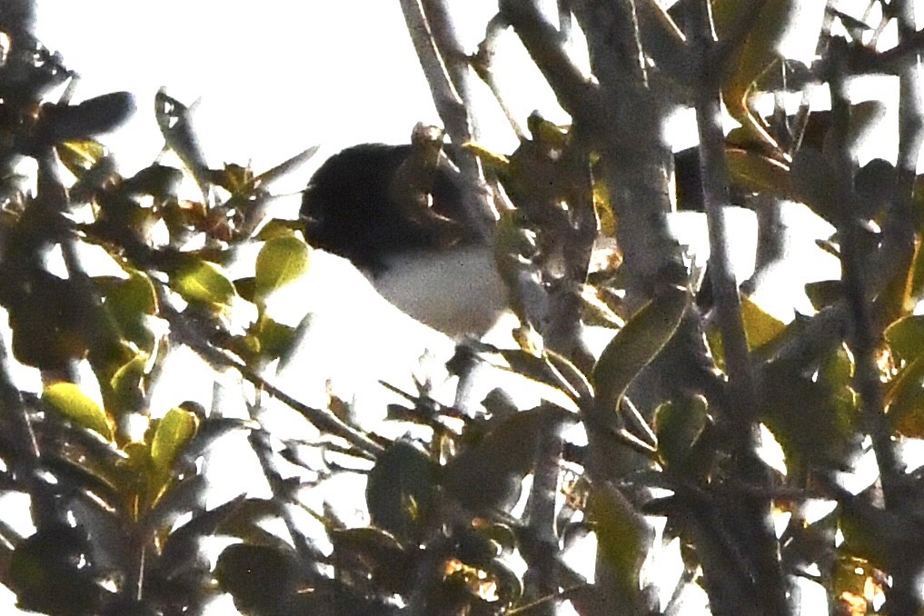 Mangrove Gerygone - ML638088806