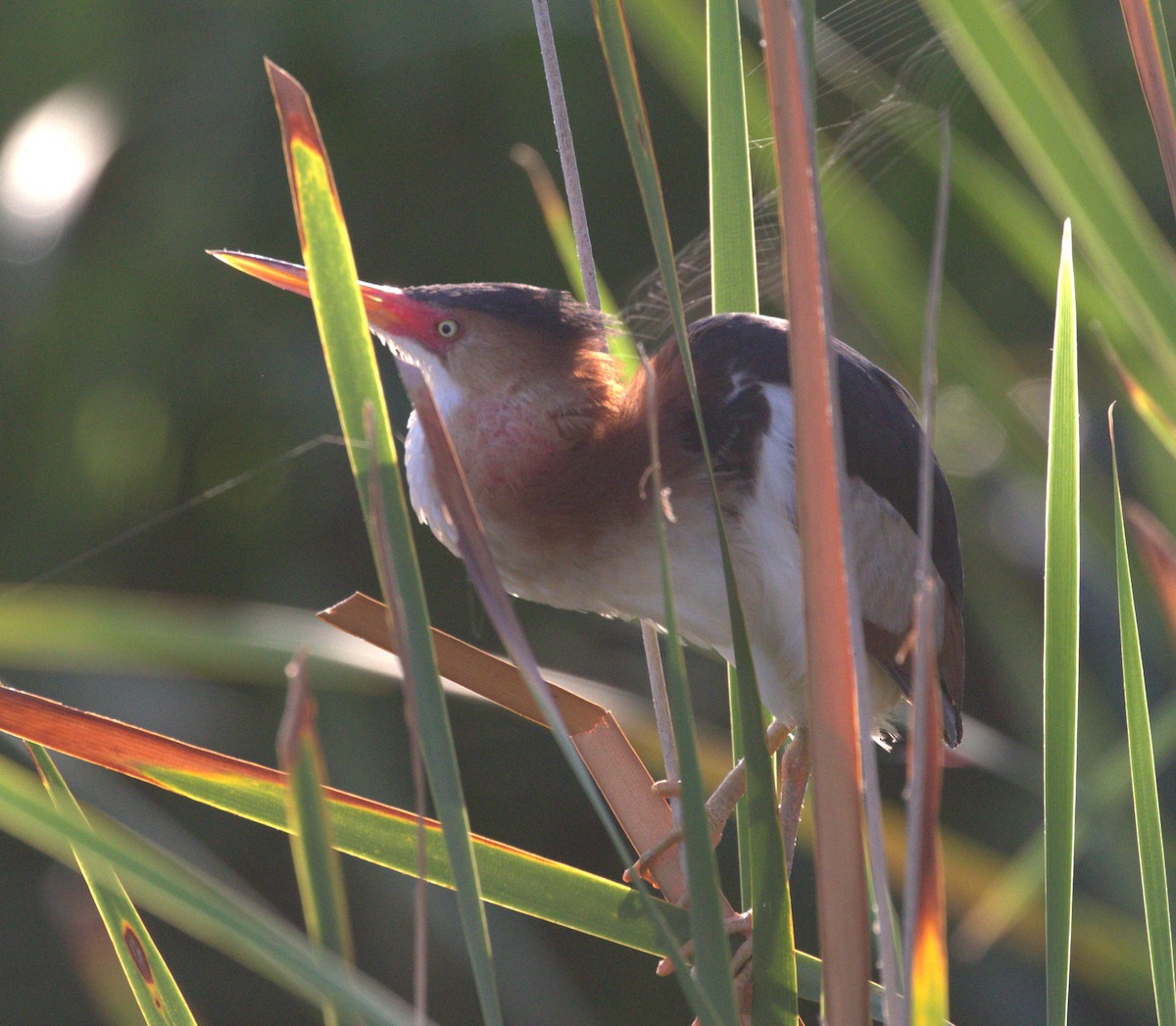 Least Bittern - ML638088829