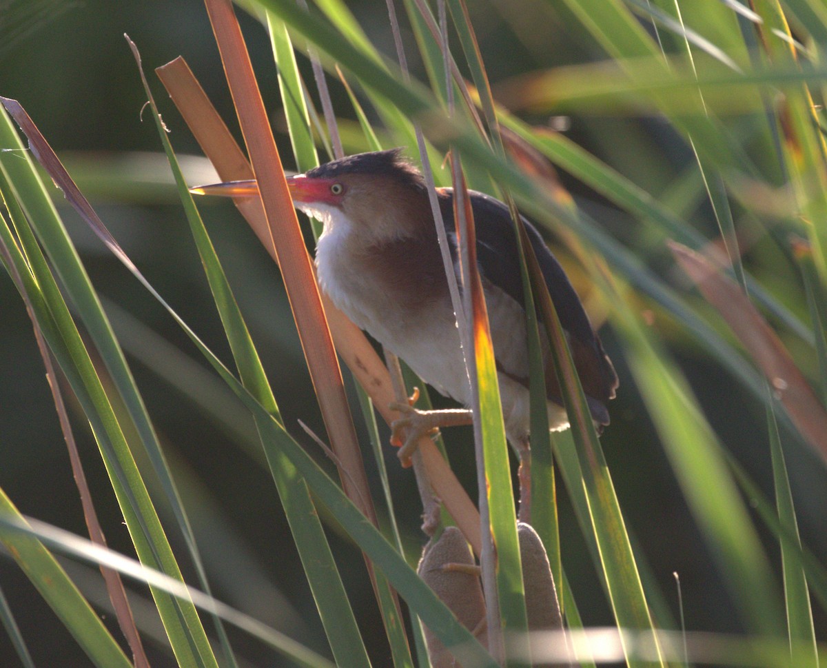Least Bittern - ML638088831