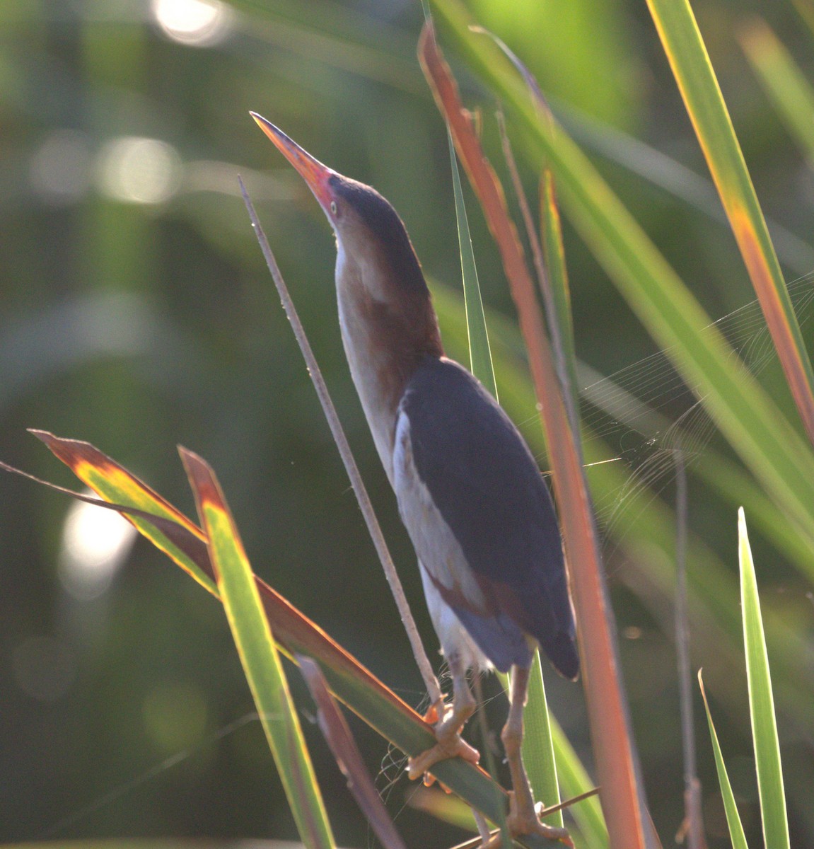 Least Bittern - ML638088832