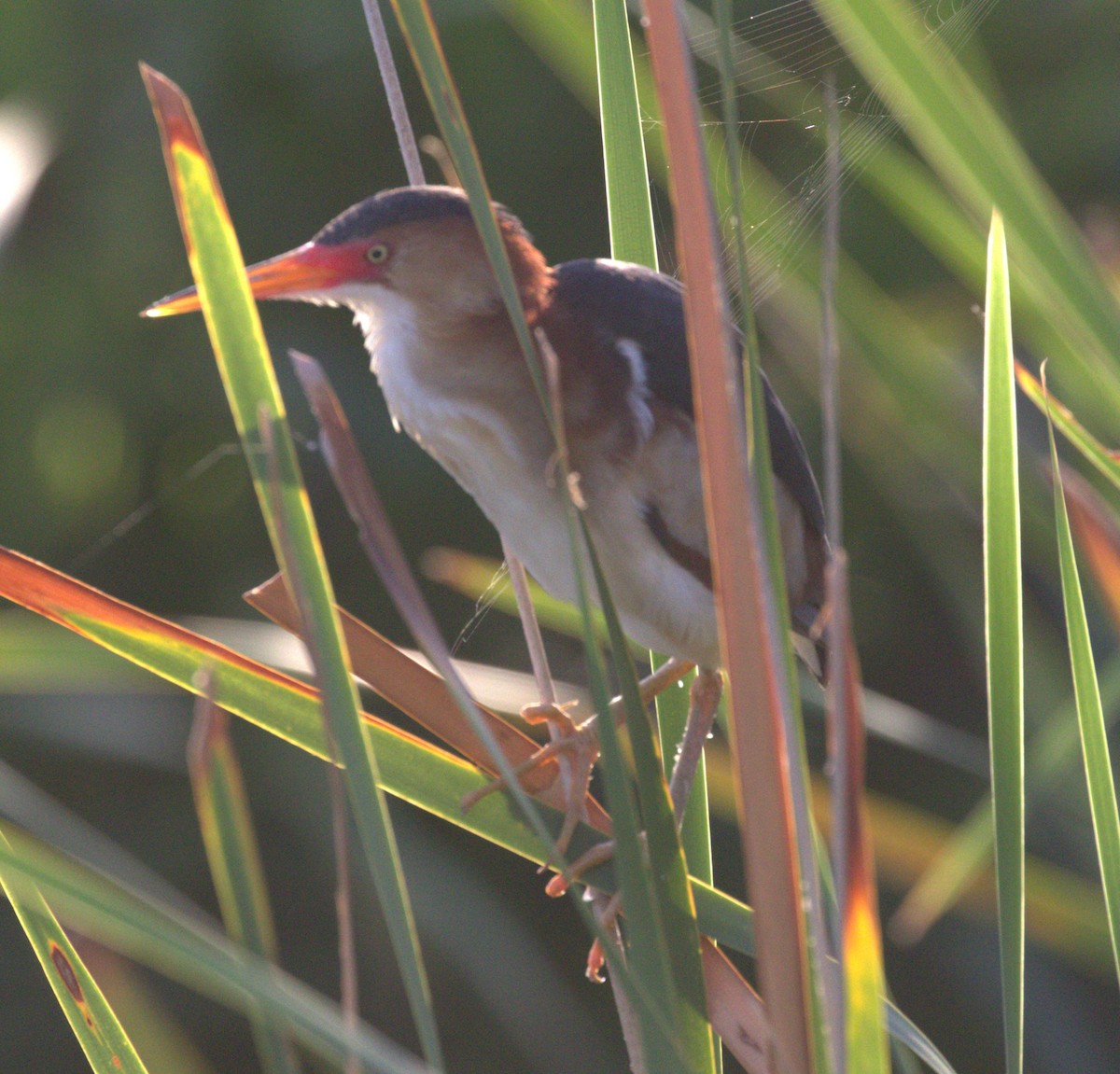 Least Bittern - ML638088833