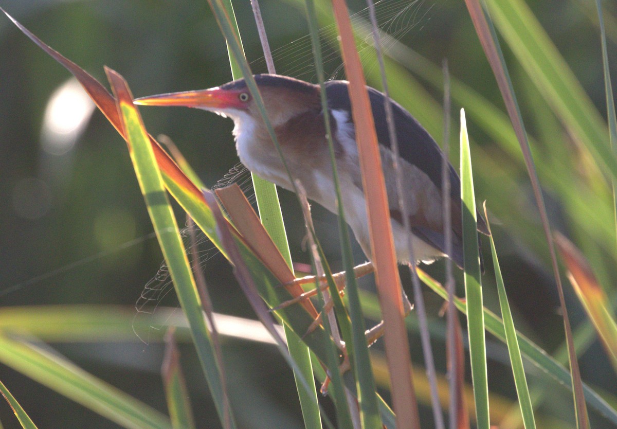 Least Bittern - ML638088835