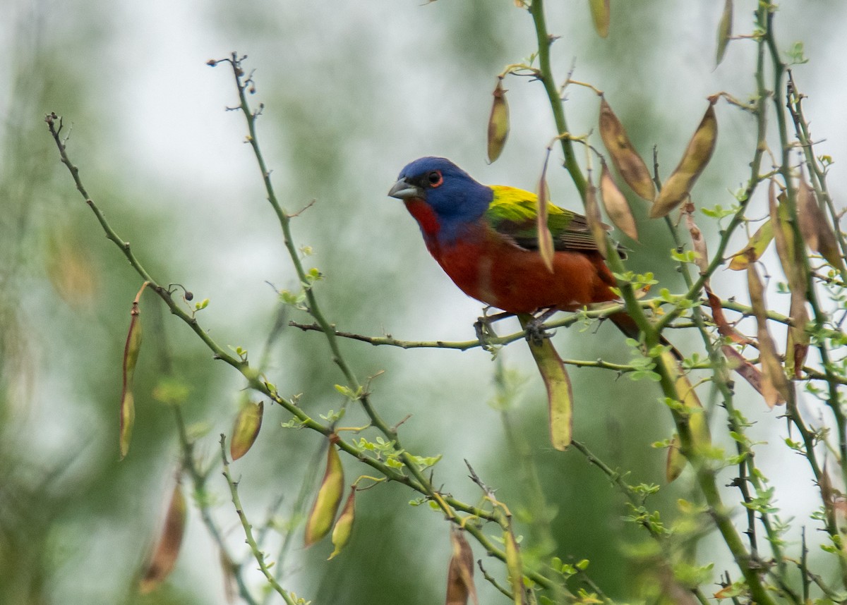 Painted Bunting - ML638088848