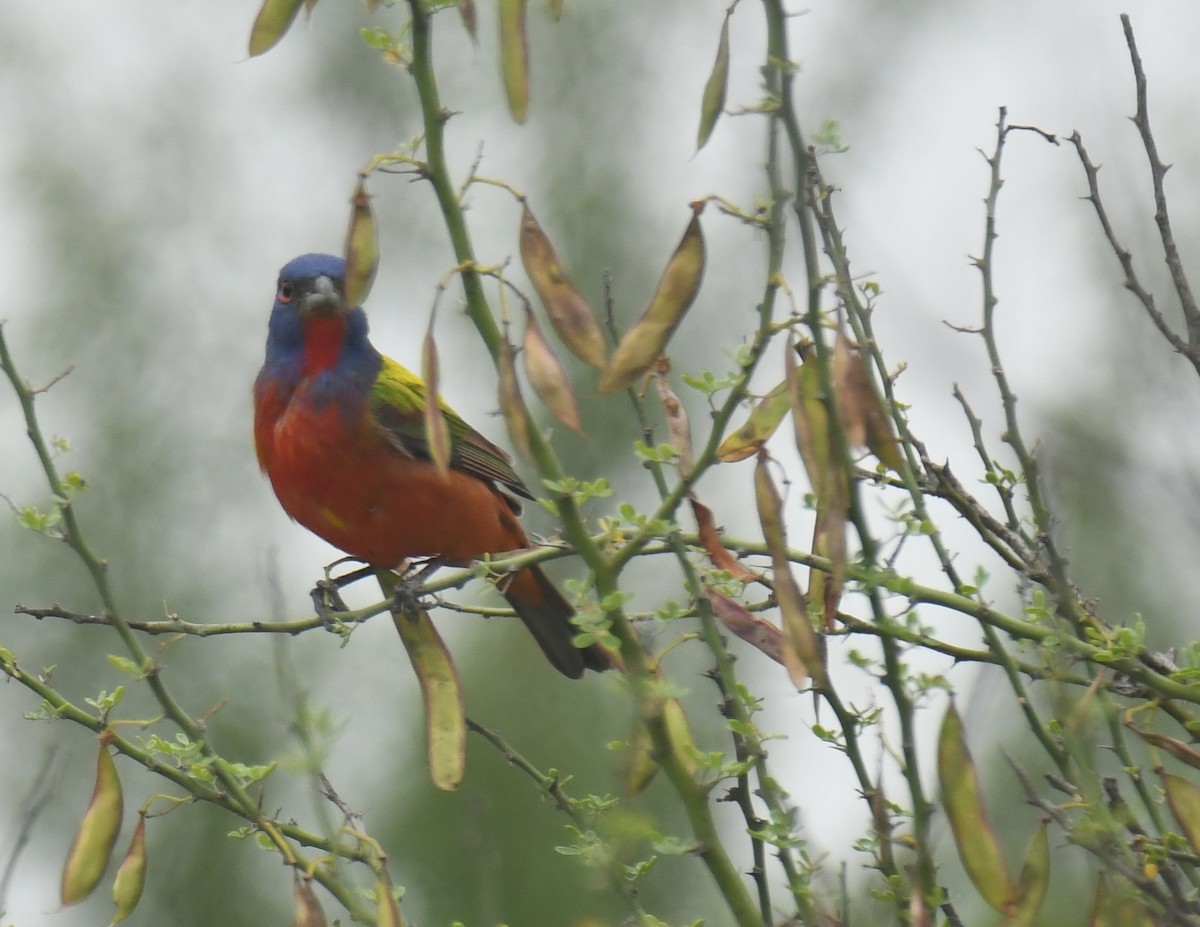 Painted Bunting - ML638088850