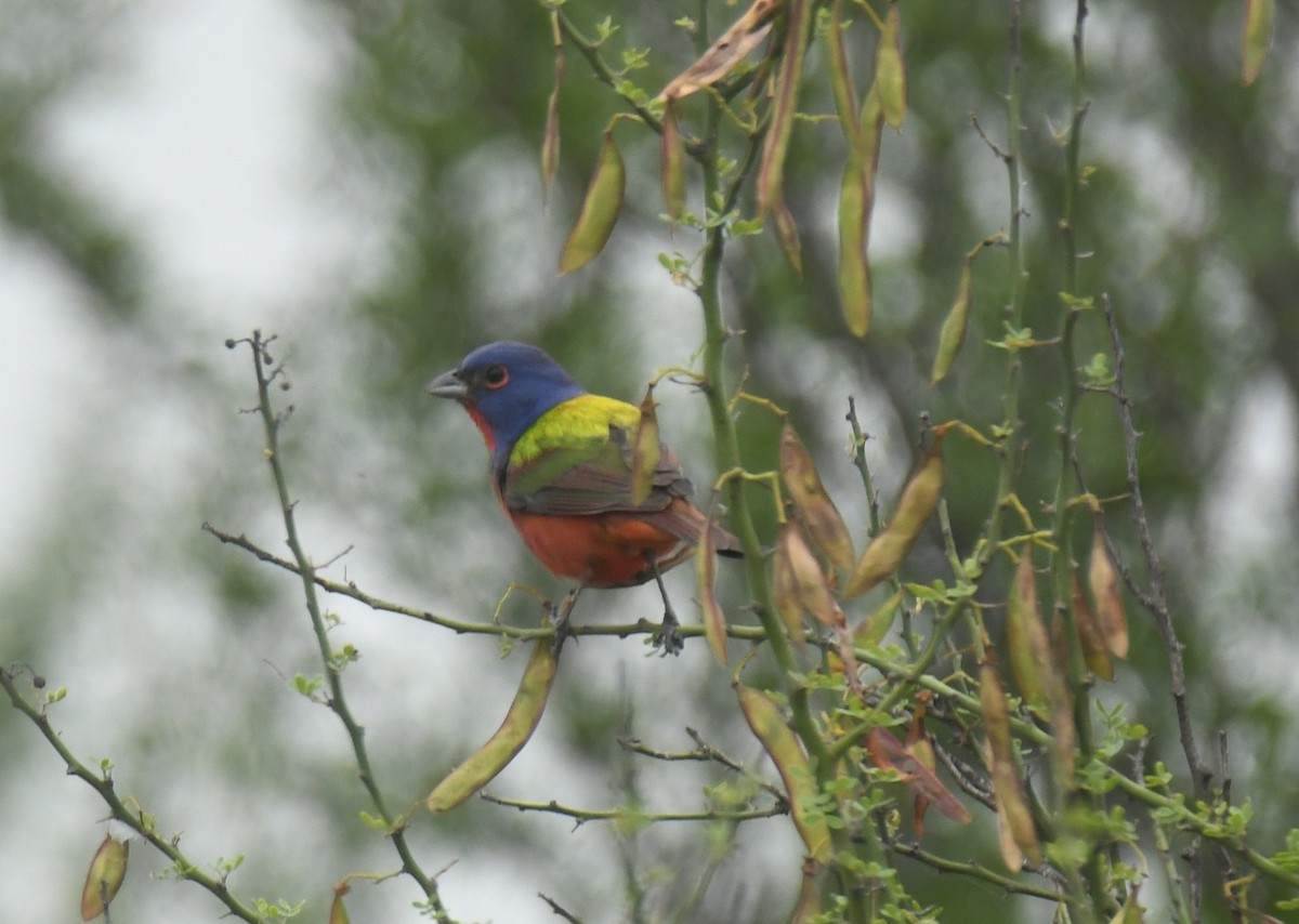 Painted Bunting - ML638088852
