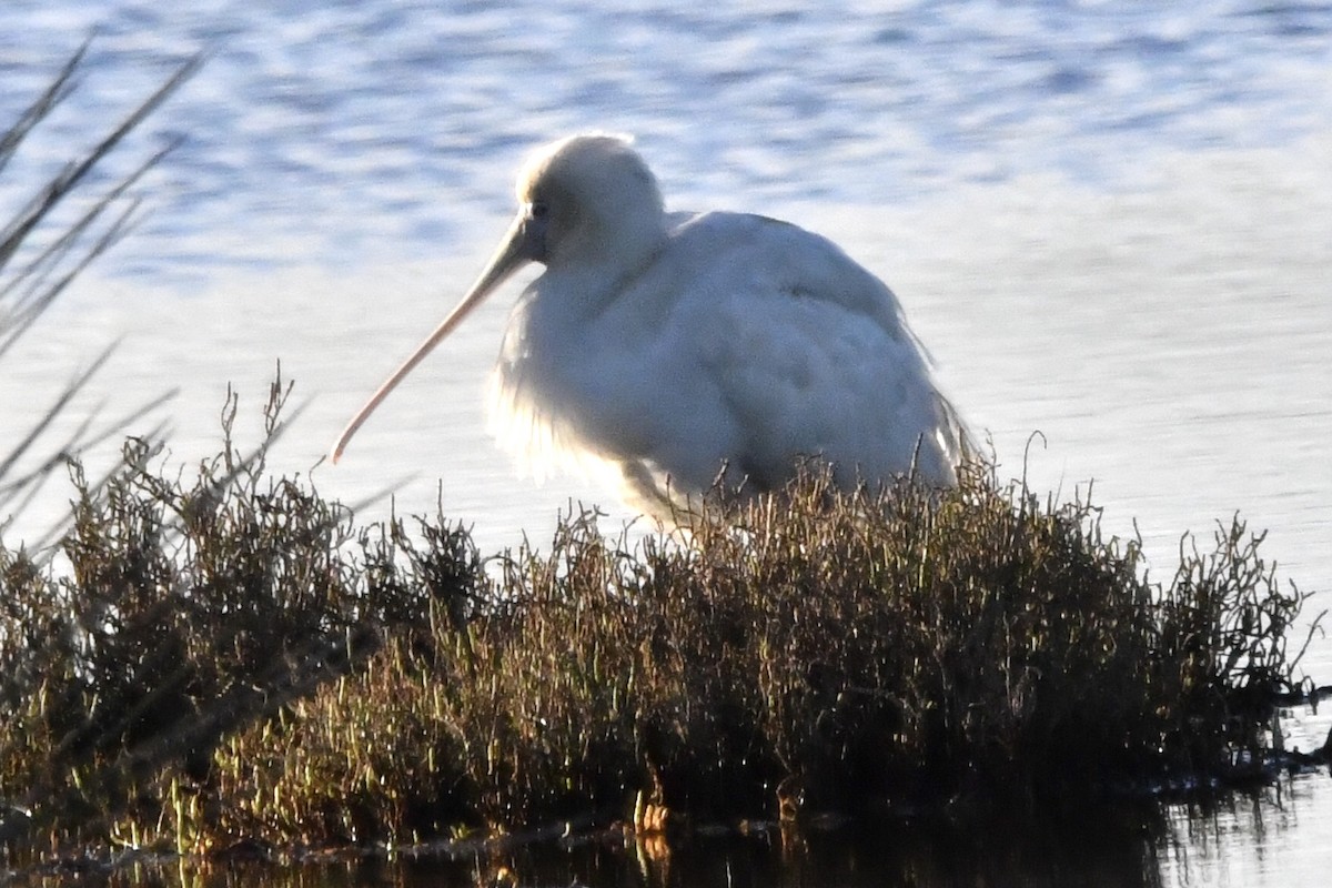 Yellow-billed Spoonbill - ML638088858