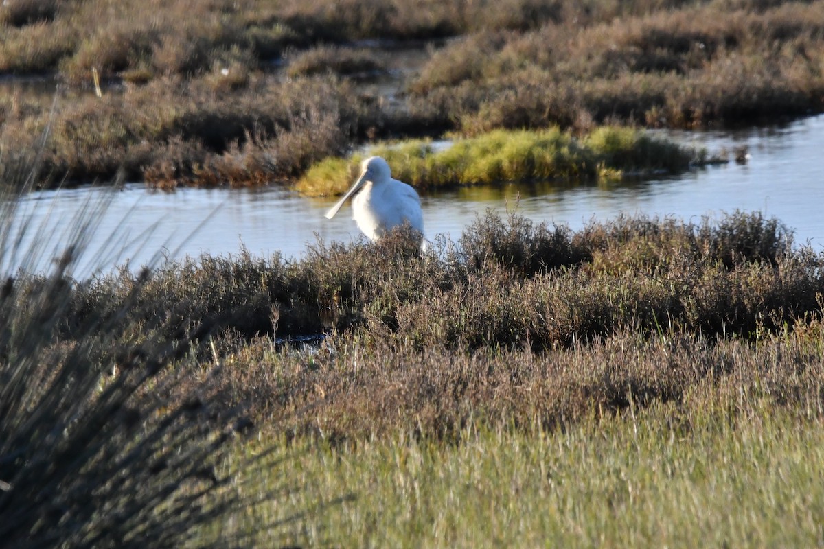 Yellow-billed Spoonbill - ML638088859