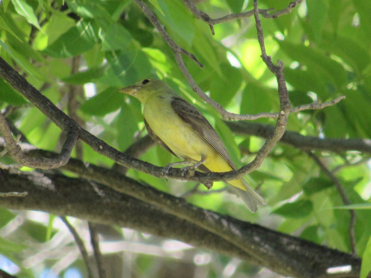 Scarlet Tanager - ML638088860