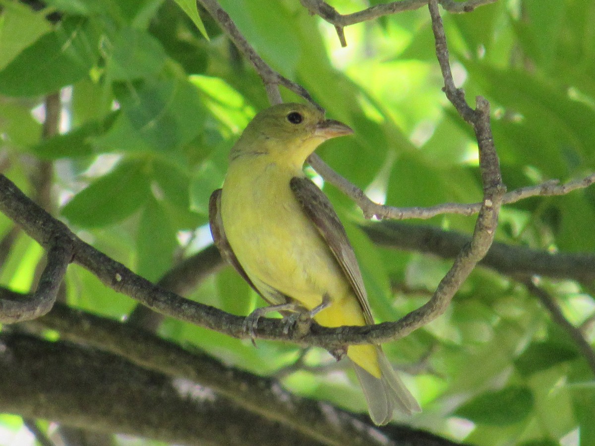 Scarlet Tanager - ML638088861