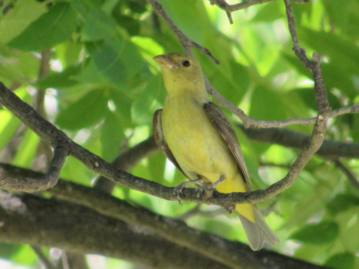 Scarlet Tanager - ML638088862