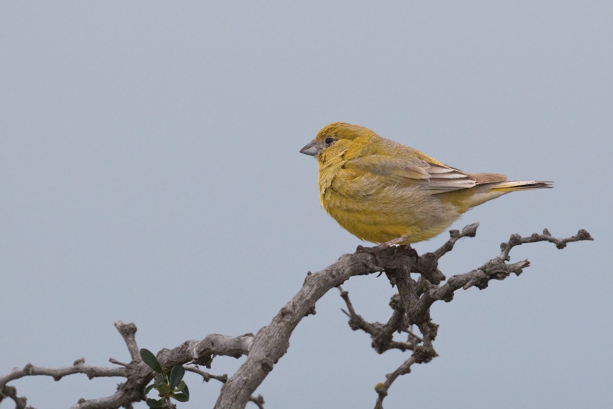 Patagonian Yellow-Finch - ML638088864