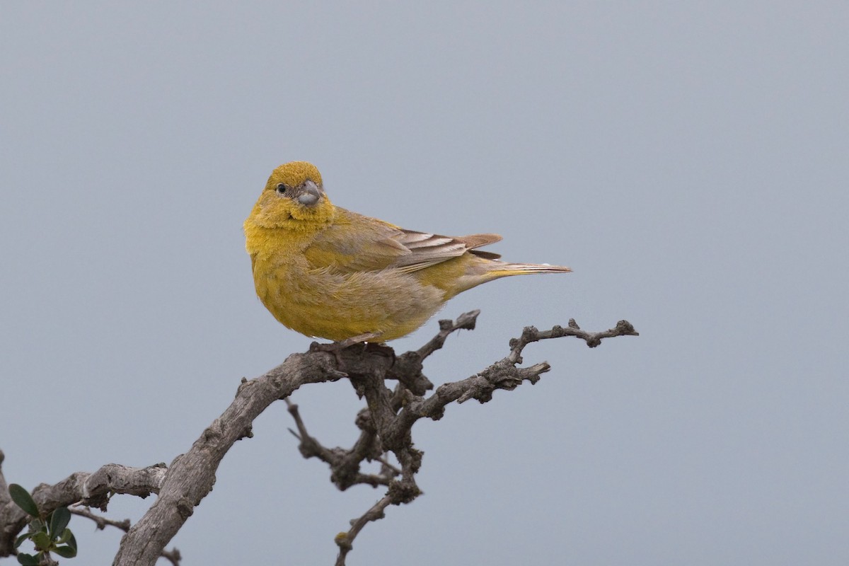 Patagonian Yellow-Finch - ML638088875