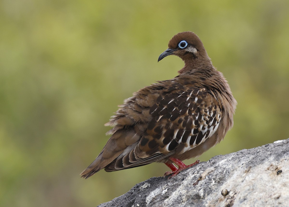 Galapagos Dove - ML638088876