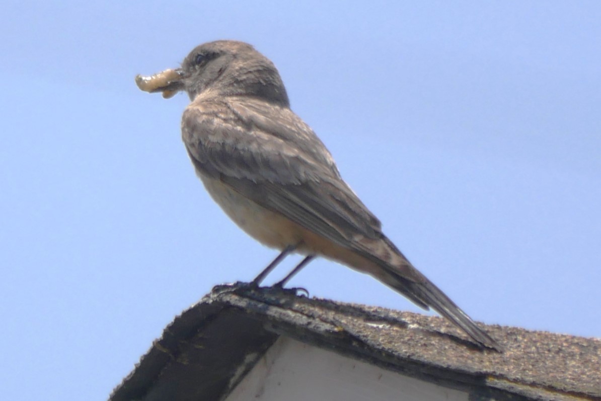 Say's Phoebe - ML638088890