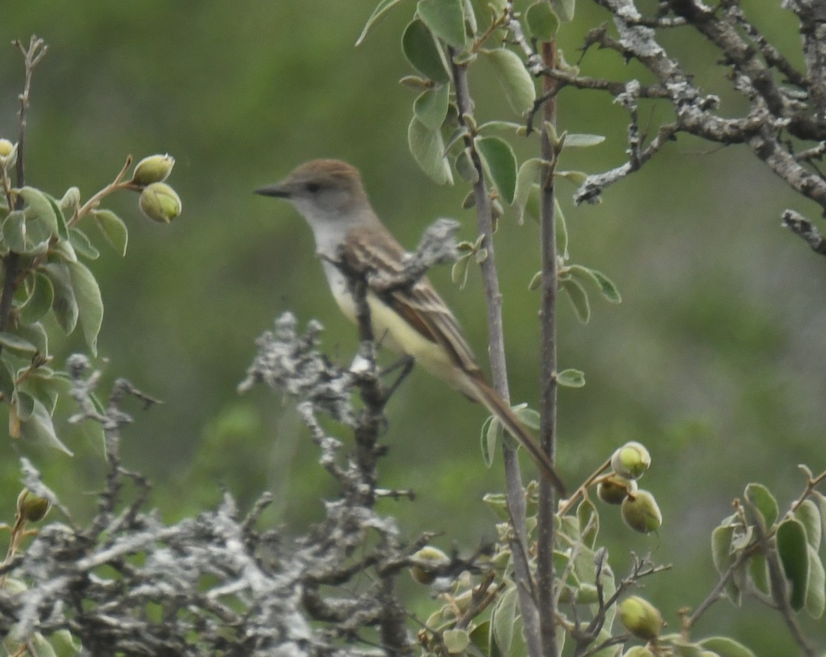 Ash-throated Flycatcher - ML638088892