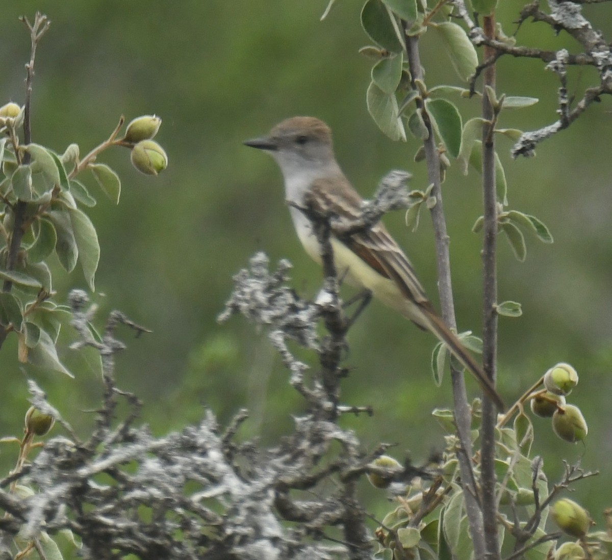Ash-throated Flycatcher - ML638088893