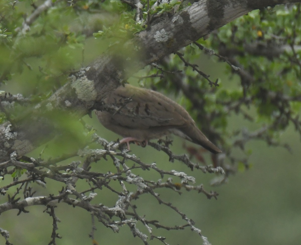 Common Ground Dove - ML638088898