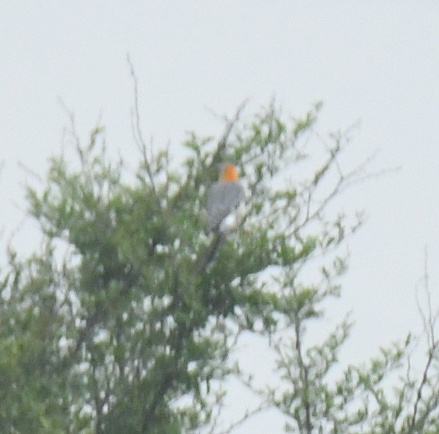 Golden-fronted Woodpecker - ML638088899