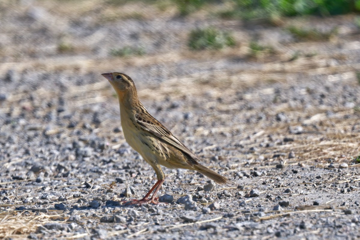 Bobolink - ML638088942