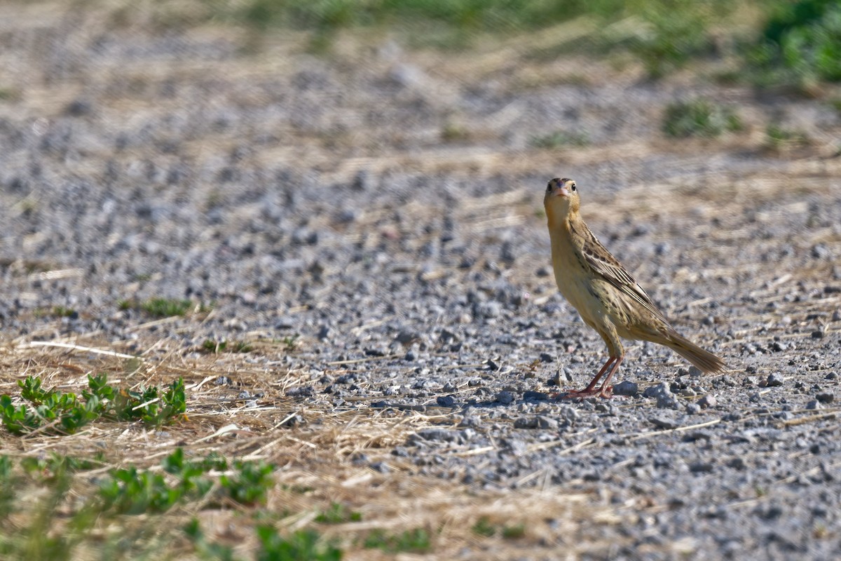 Bobolink - ML638088943