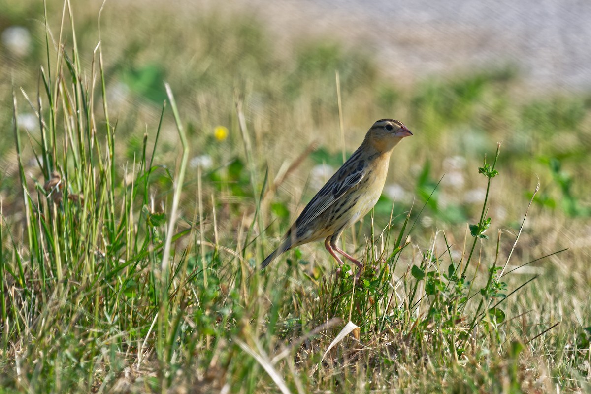 Bobolink - ML638088944