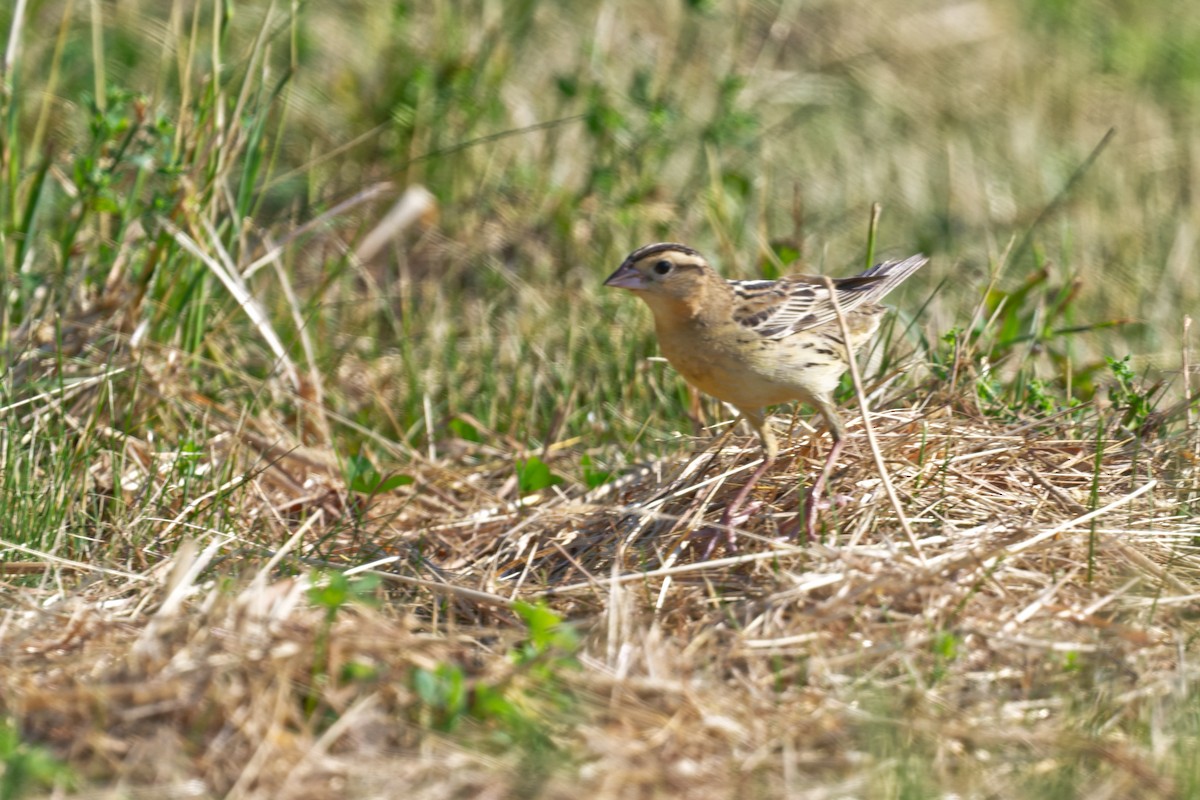 Bobolink - ML638088945