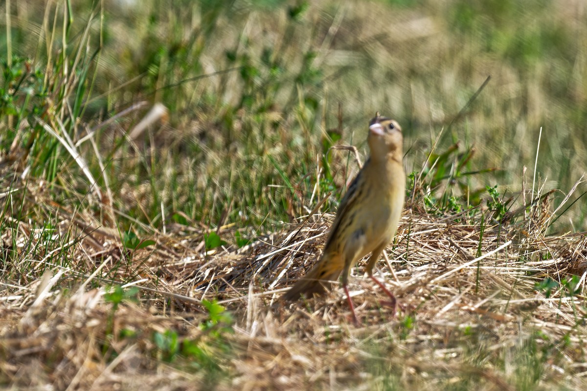 Bobolink - ML638088946