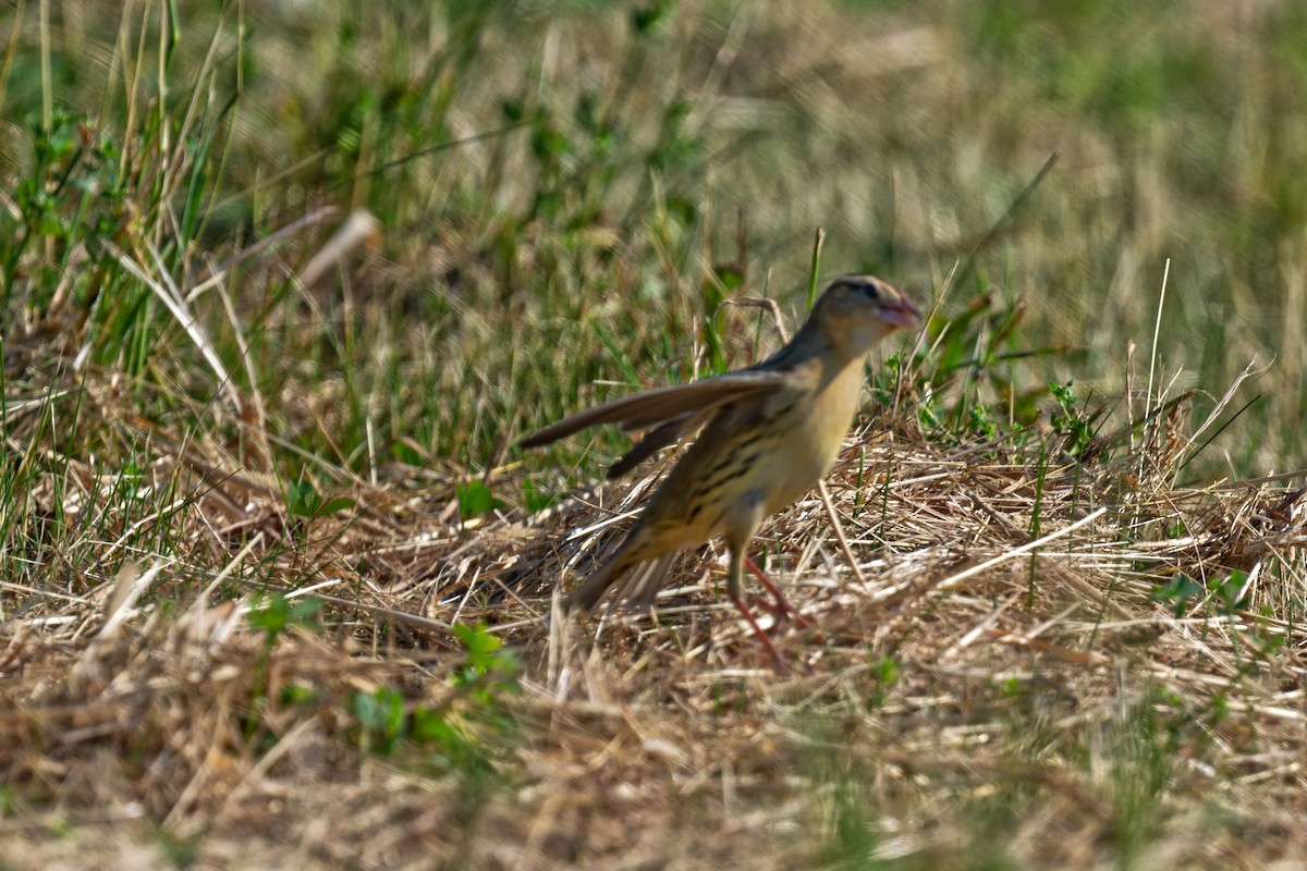 Bobolink - ML638088947