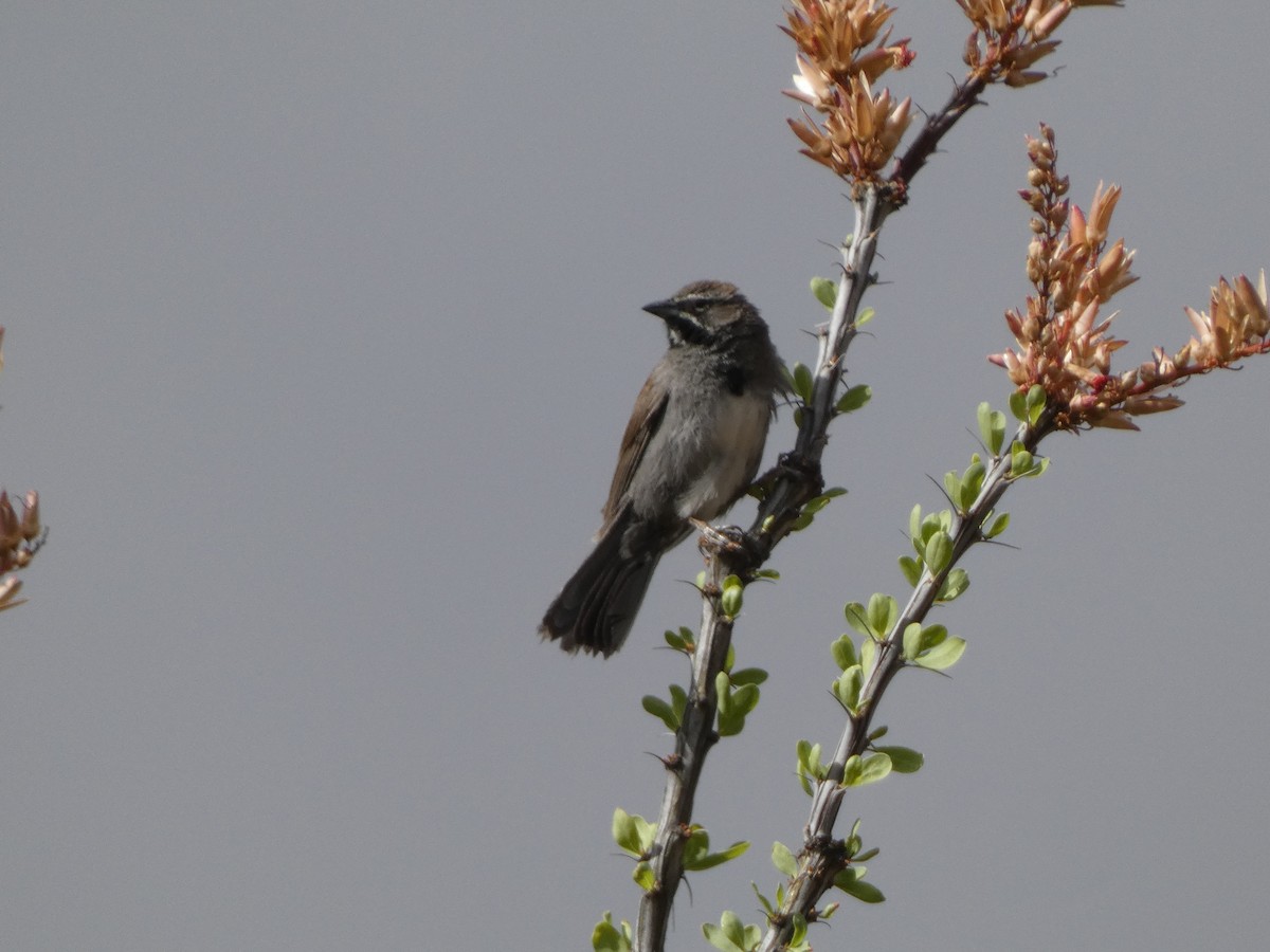 Five-striped Sparrow - ML638088969