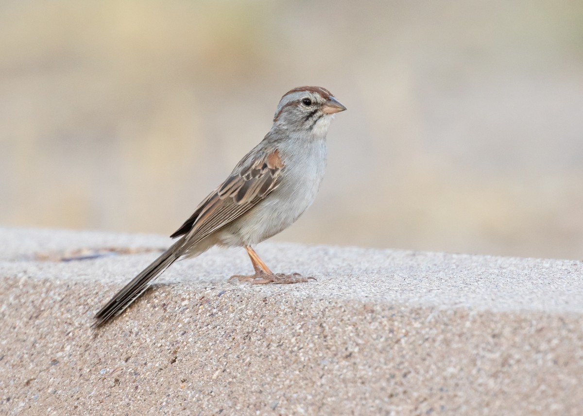 Rufous-winged Sparrow - ML638088971