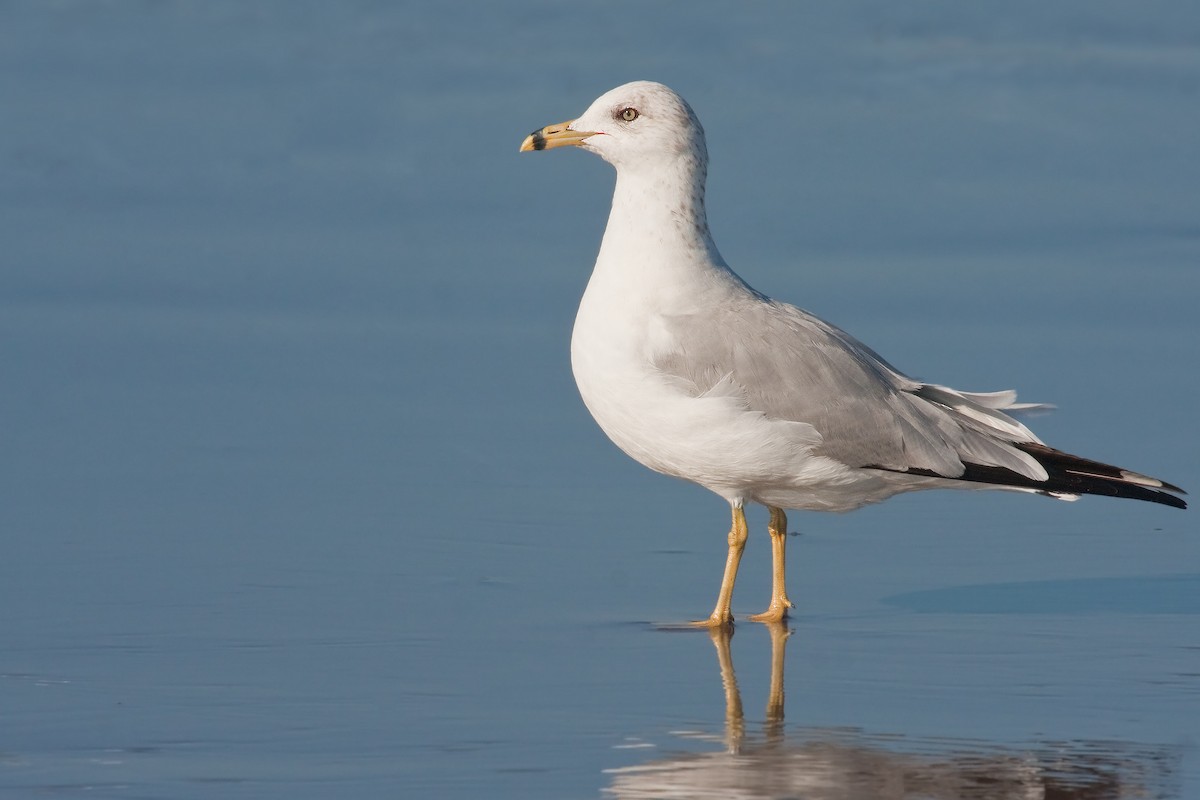 Ring-billed Gull - ML638089000