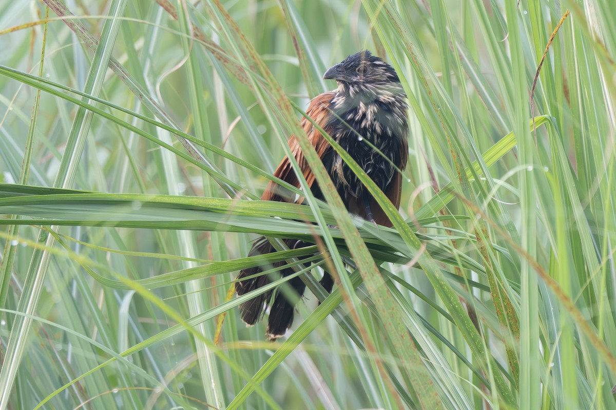 Lesser Coucal - ML638089016
