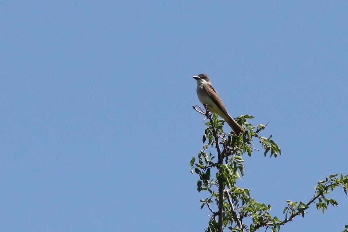 Thick-billed Kingbird - ML638089020