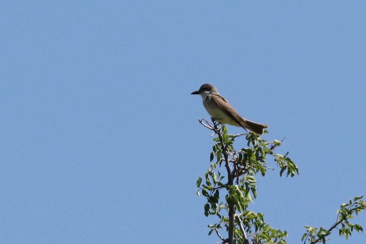 Thick-billed Kingbird - ML638089021