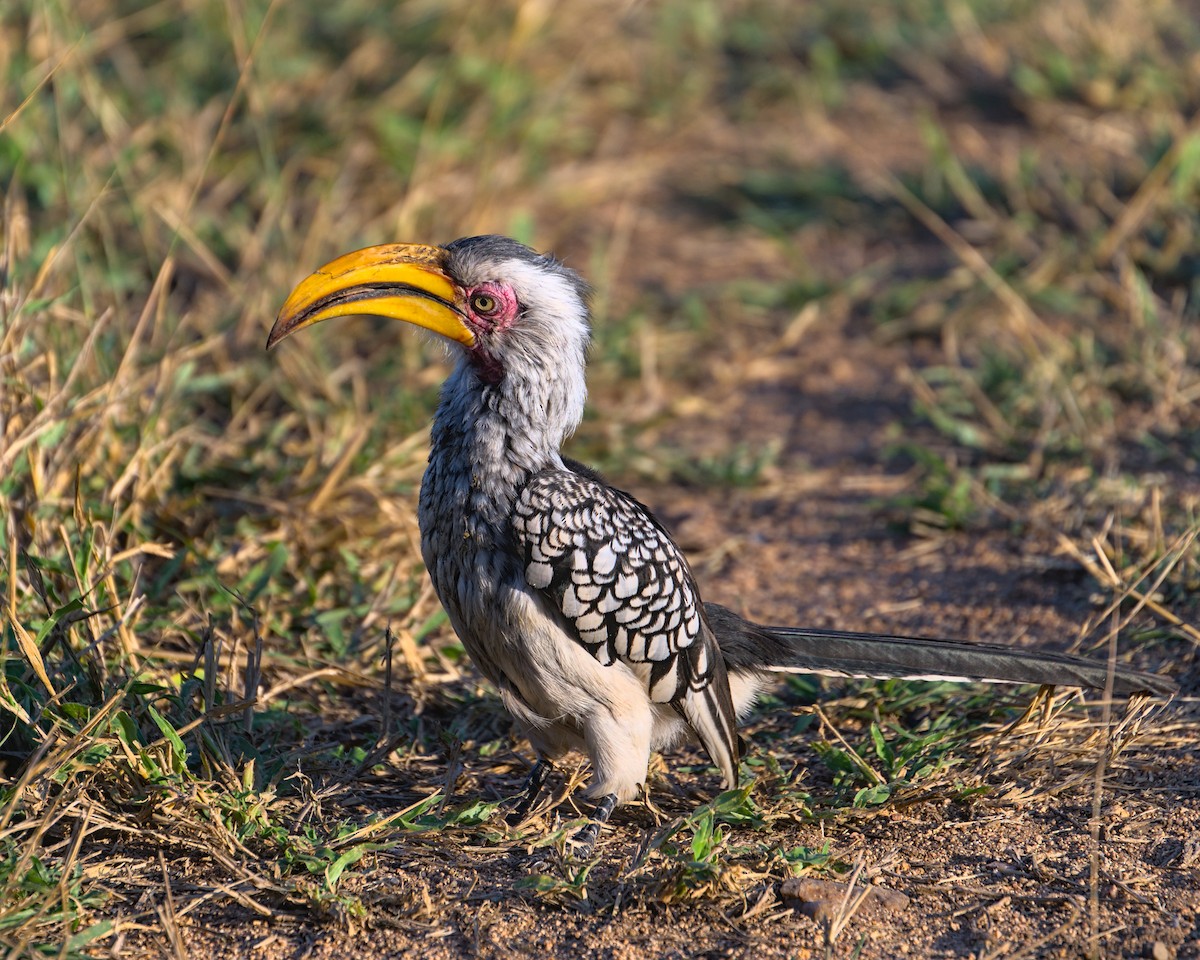 Southern Yellow-billed Hornbill - ML638089031