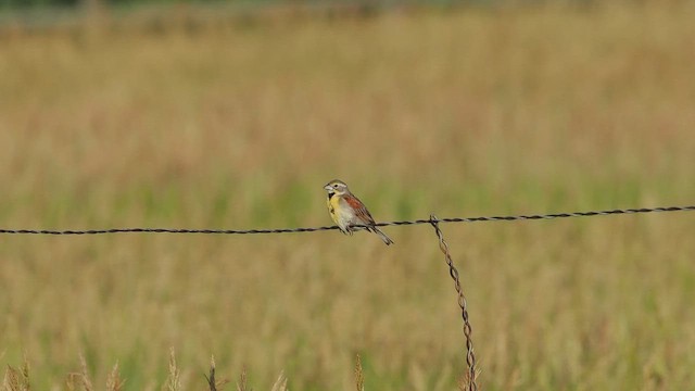 Dickcissel - ML638089037