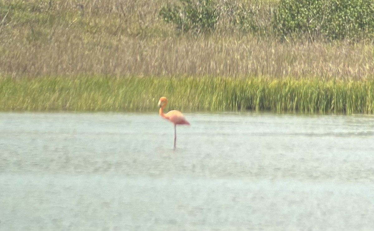 American Flamingo - ML638089044