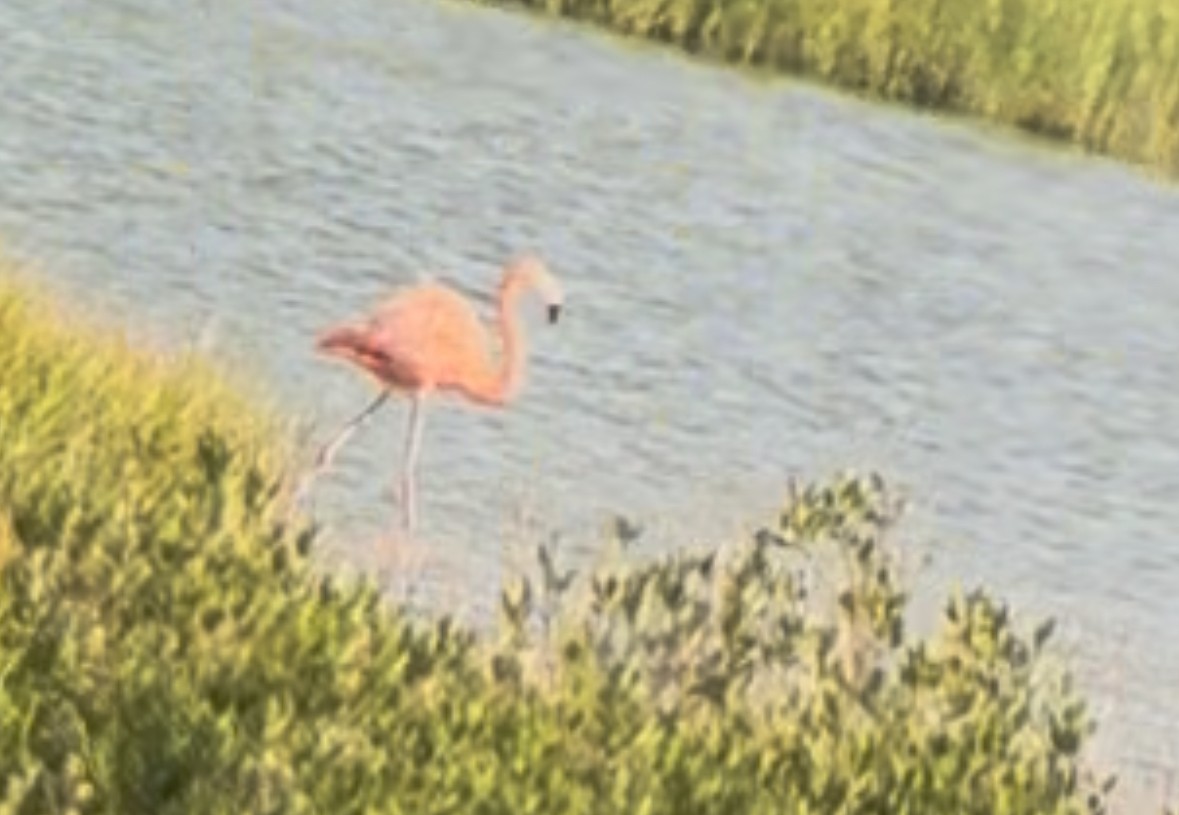 American Flamingo - ML638089045